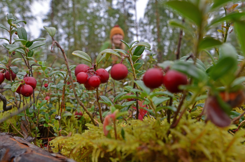 relaxing-in-lingonberry-forest