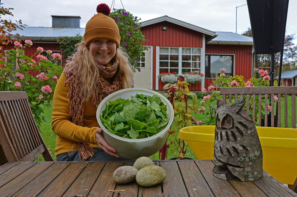 spinach-from-vegetable-garden