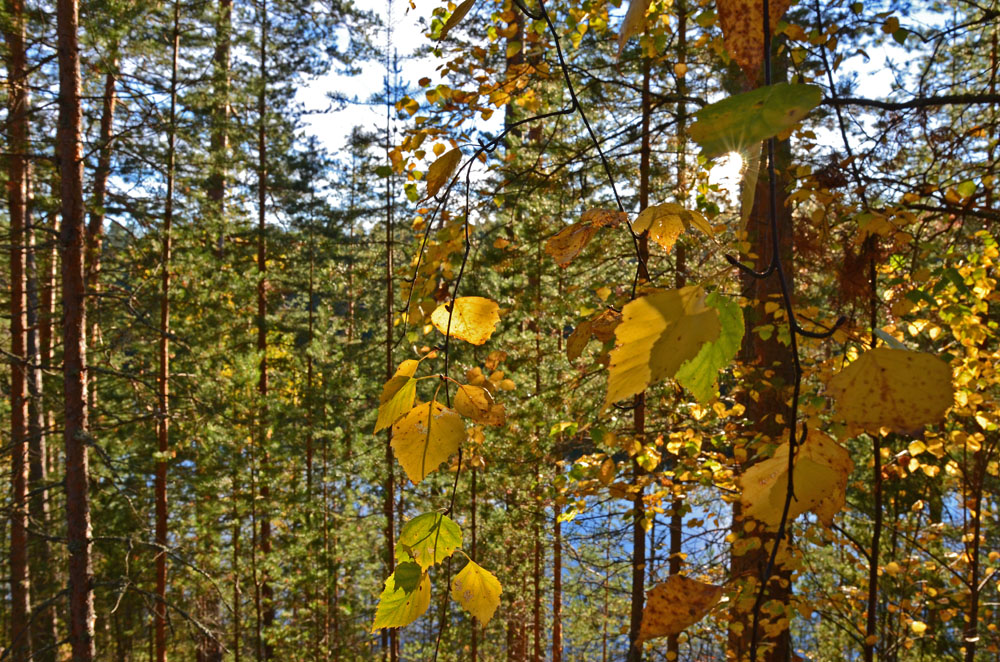 autumn-leaves-in-sun