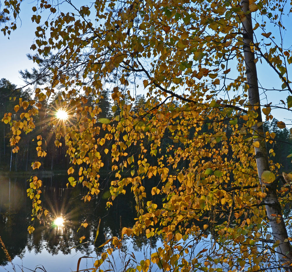 autumn-leaves-in-sunset