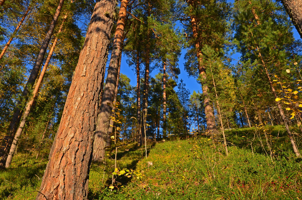 punkaharju-ridge-area