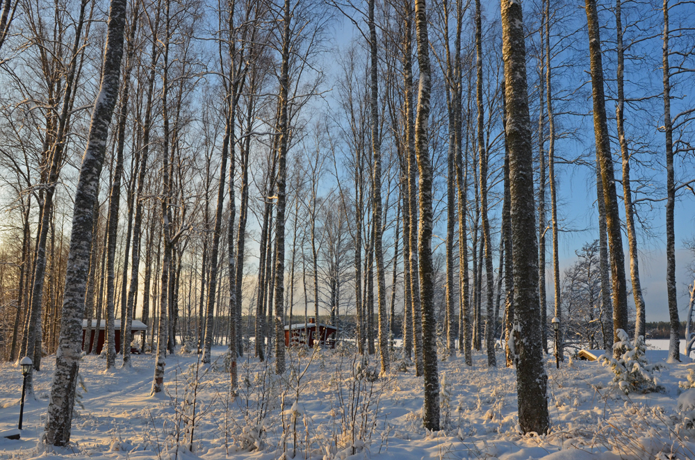 snowy-morning-in-finland-saimaalife