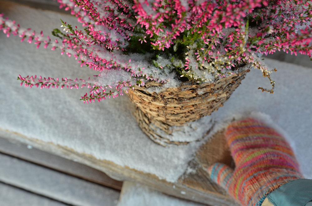 winter-flowers-on-terrace-saimaalife