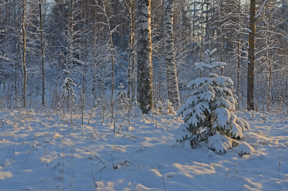 winter-nature-in-finland-saimaalife