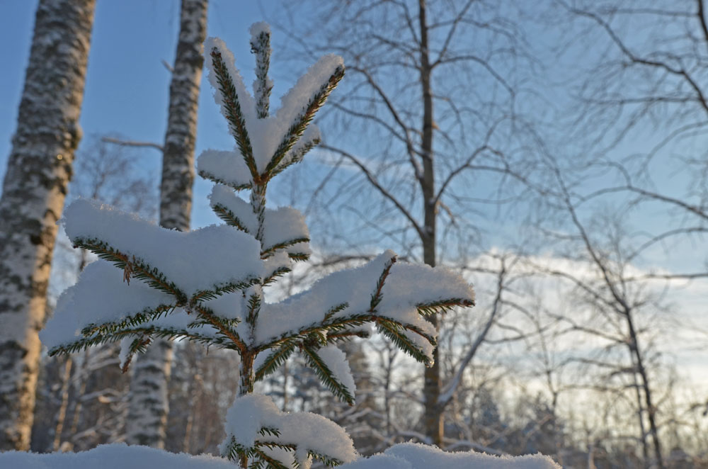 winter-snomy-nature