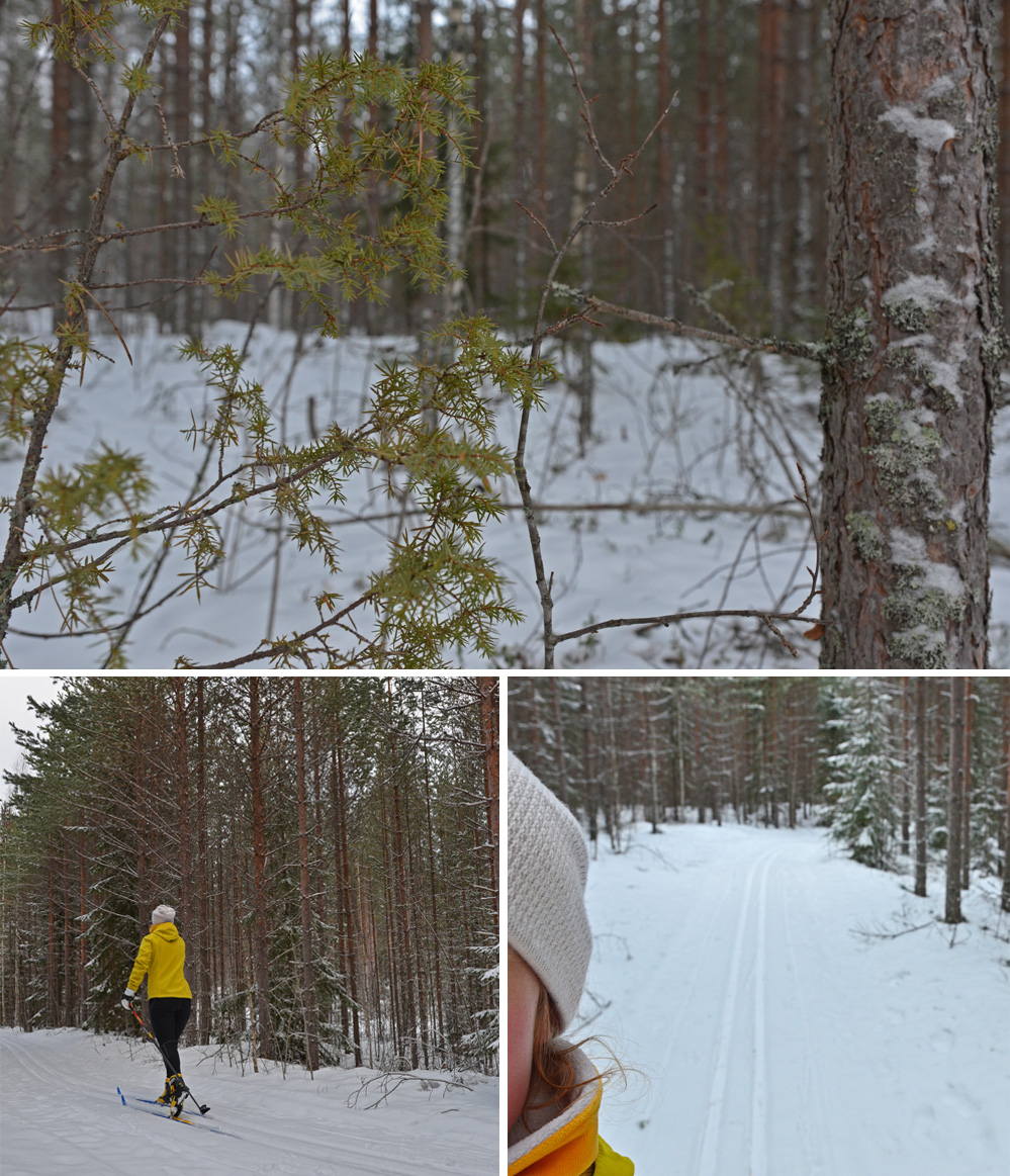 cross-country skiing in saimaa lake area forest