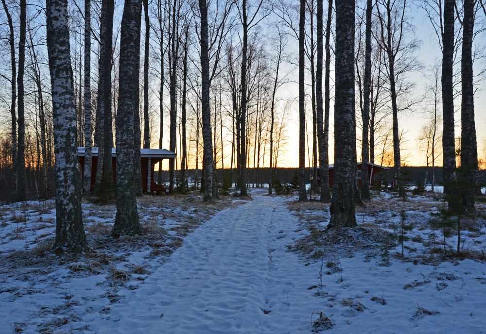 Winter forest in Finland - SaimaaLife.com