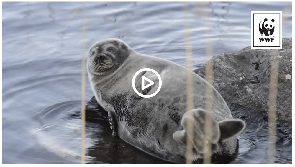 Ringed seal - Emily S. Damstra