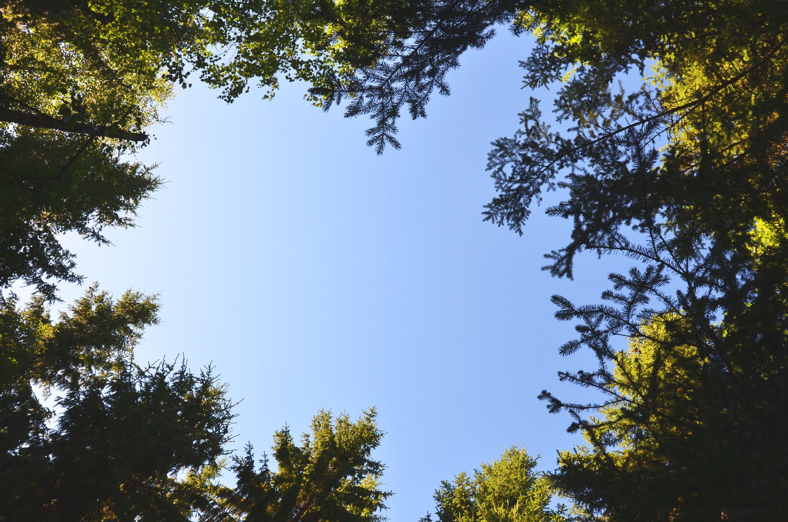 finnish summer forest and blue sky