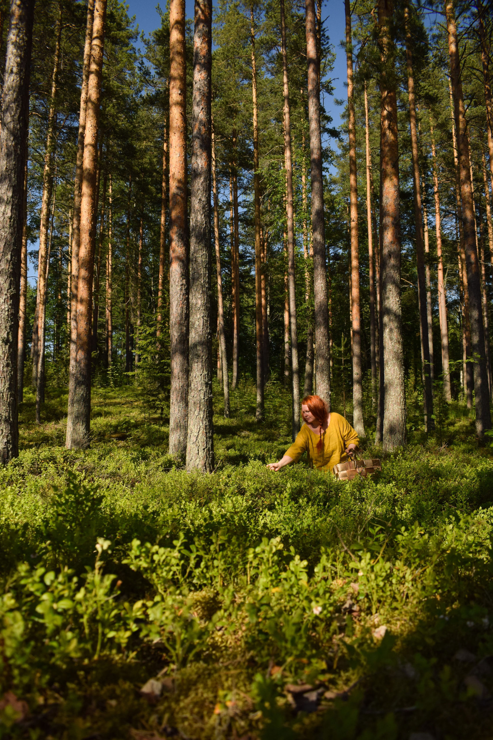 Finnish woman picking wild berries at Kukkoniemen Lomamökit rental cottages in Punkaharju, Saimaa