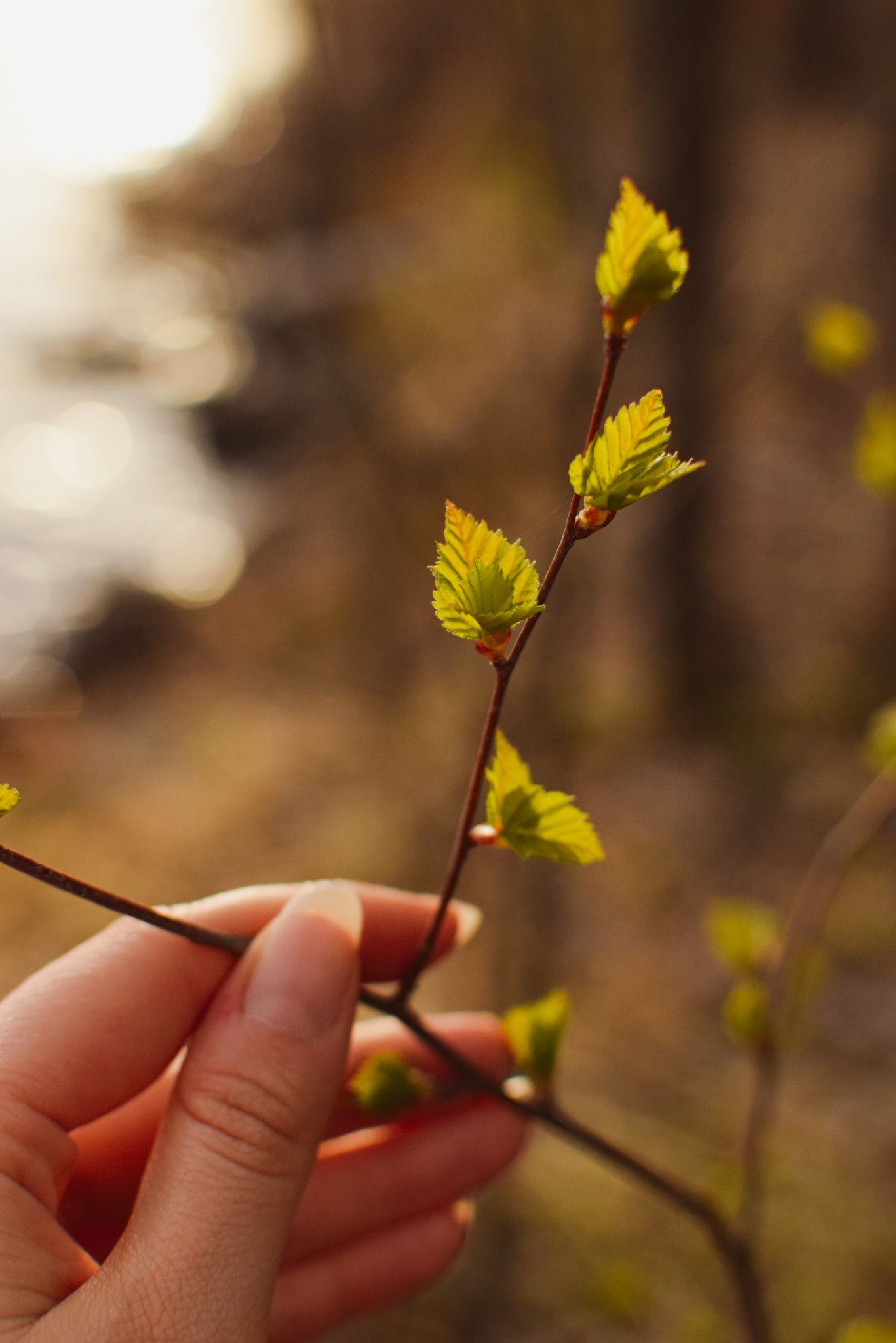 Woman touching the spring nature birch leaves in Saimaa, Finland