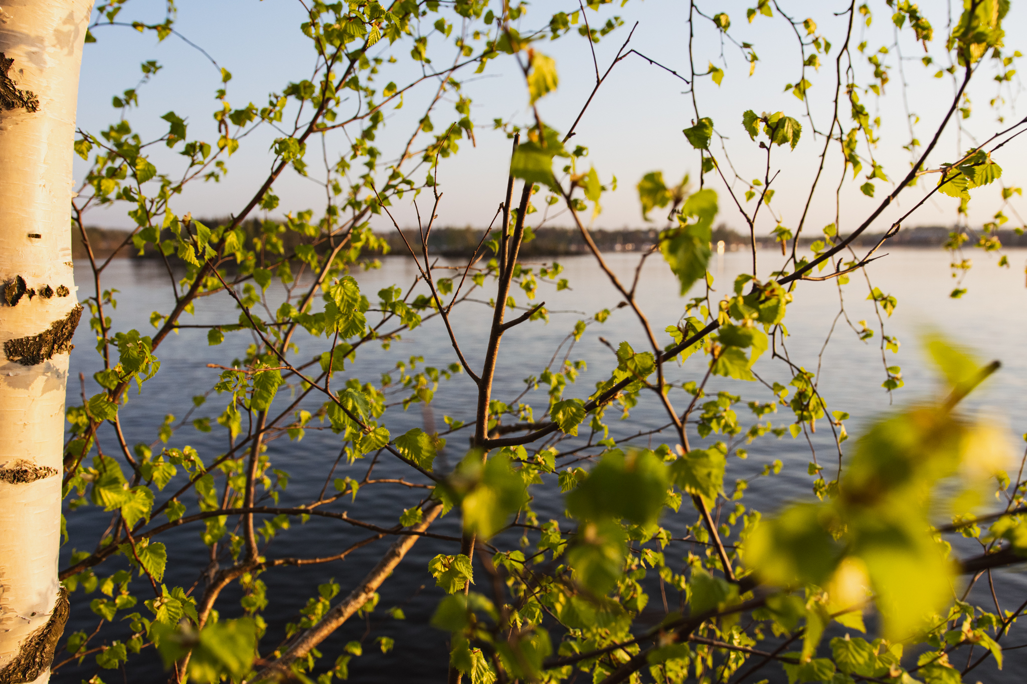 Spring nature greenness by the blue lake Saimaa in Finland