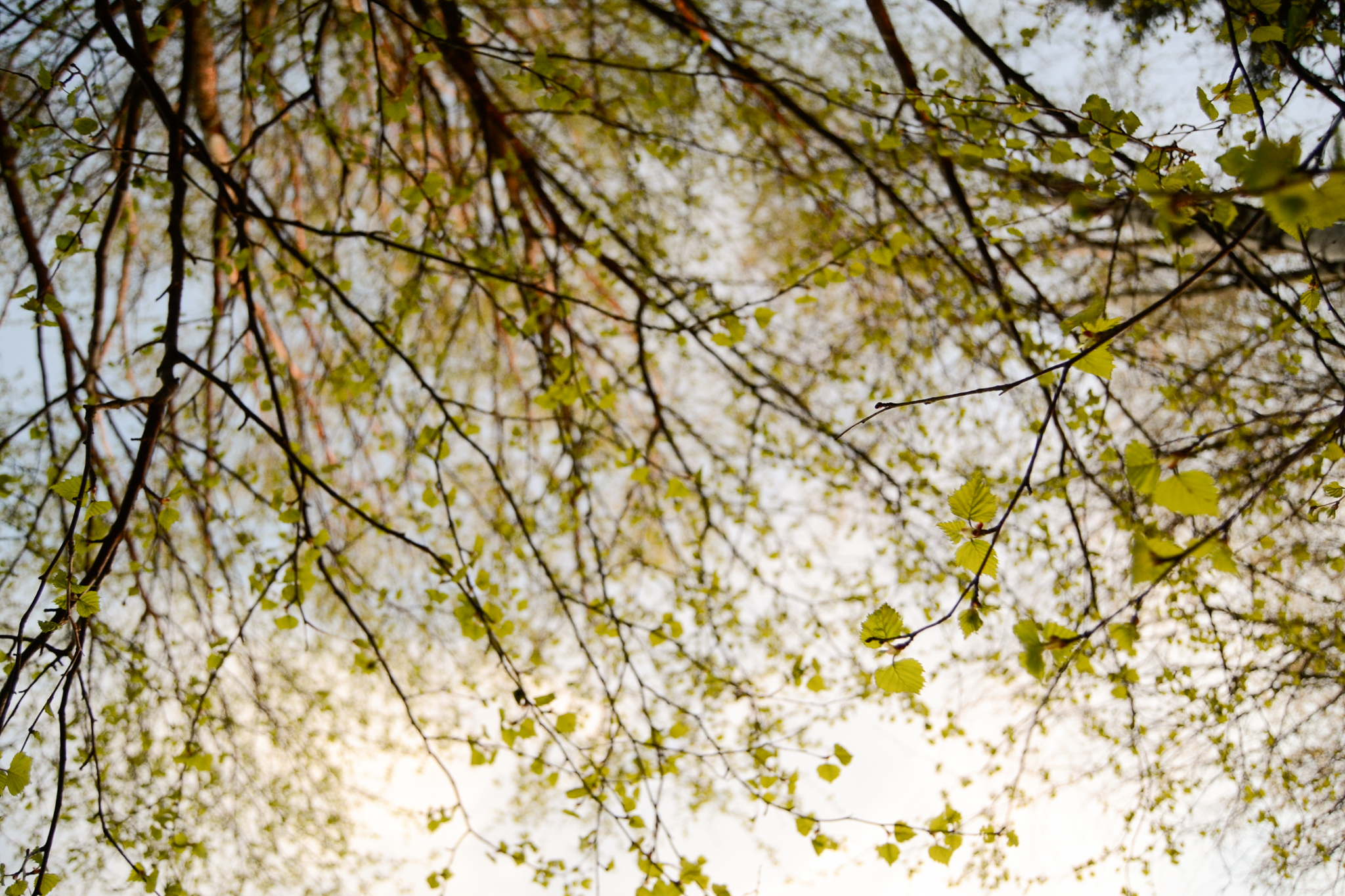 Green spring birch trees in Saimaa Finland