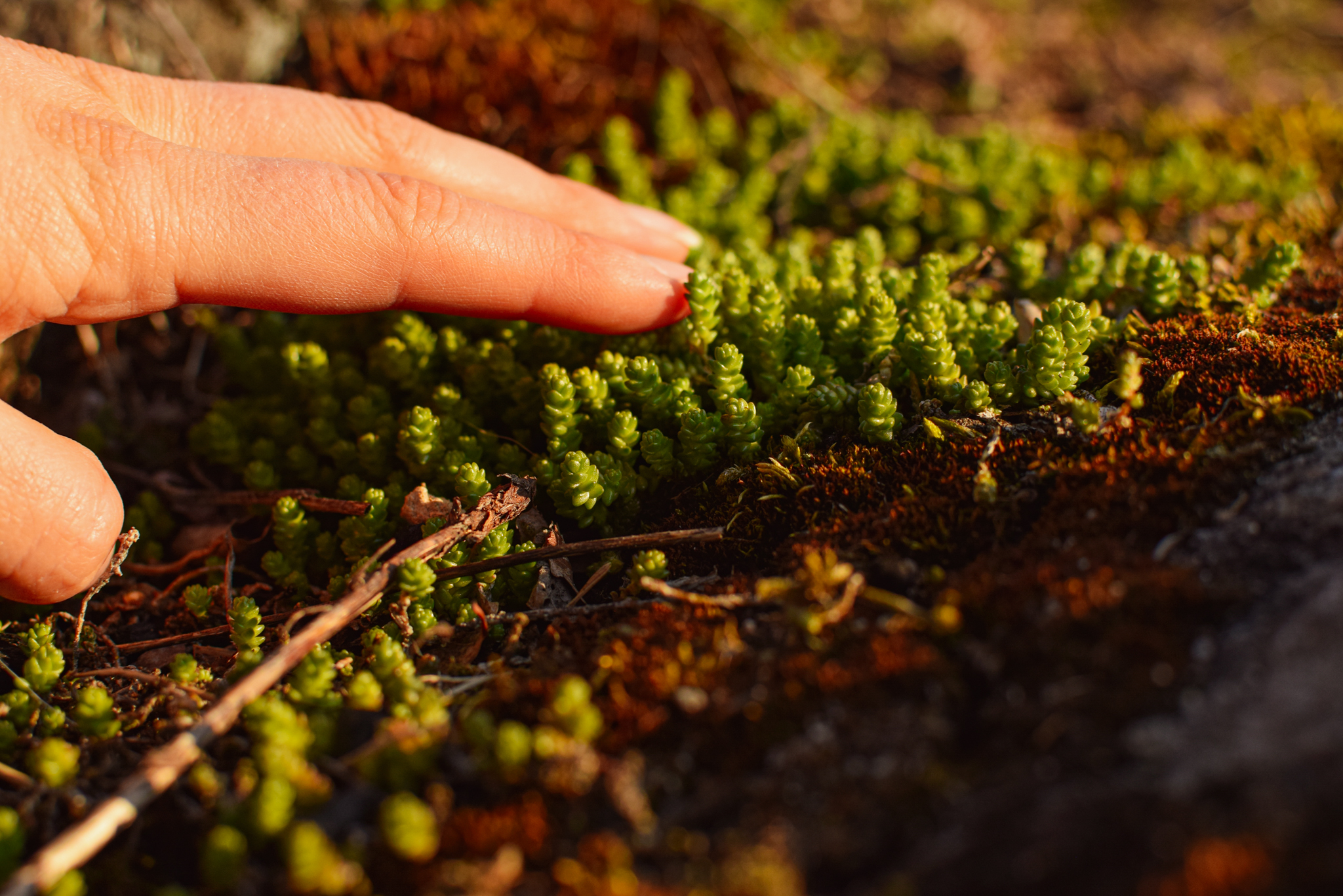 Hand touching spring nature greenness in Saimaa, Finland