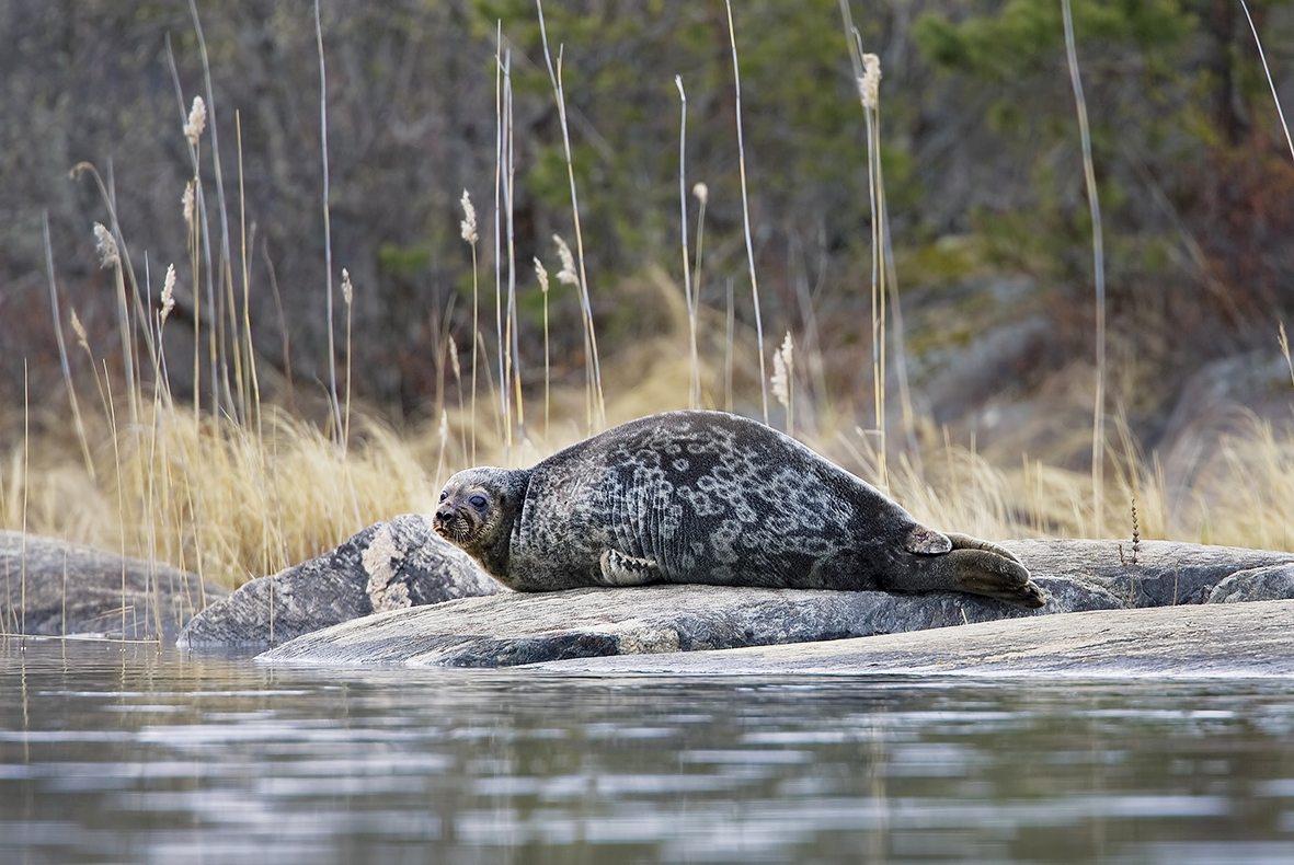 Saimaa ringed seal in spring by the lakeside rock in Finland