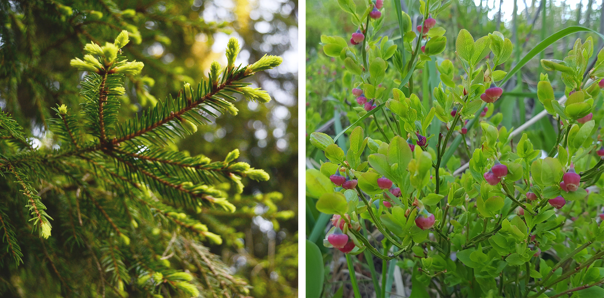 Spring spruce sprouts and blueberry flowers to eat wild herbs and feel refreshed and reborn
