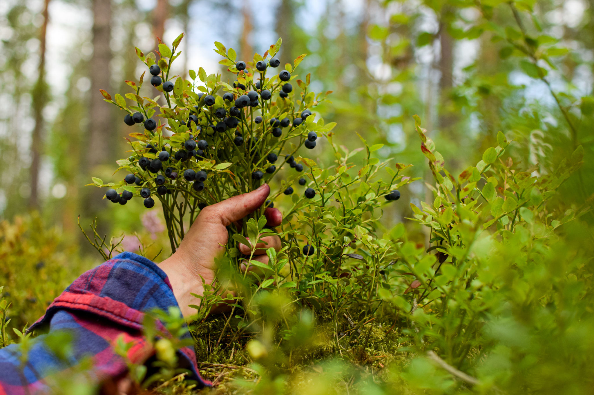 Finnish summer ways to connect with nature and yourself by picking wild blueberries and making a pie