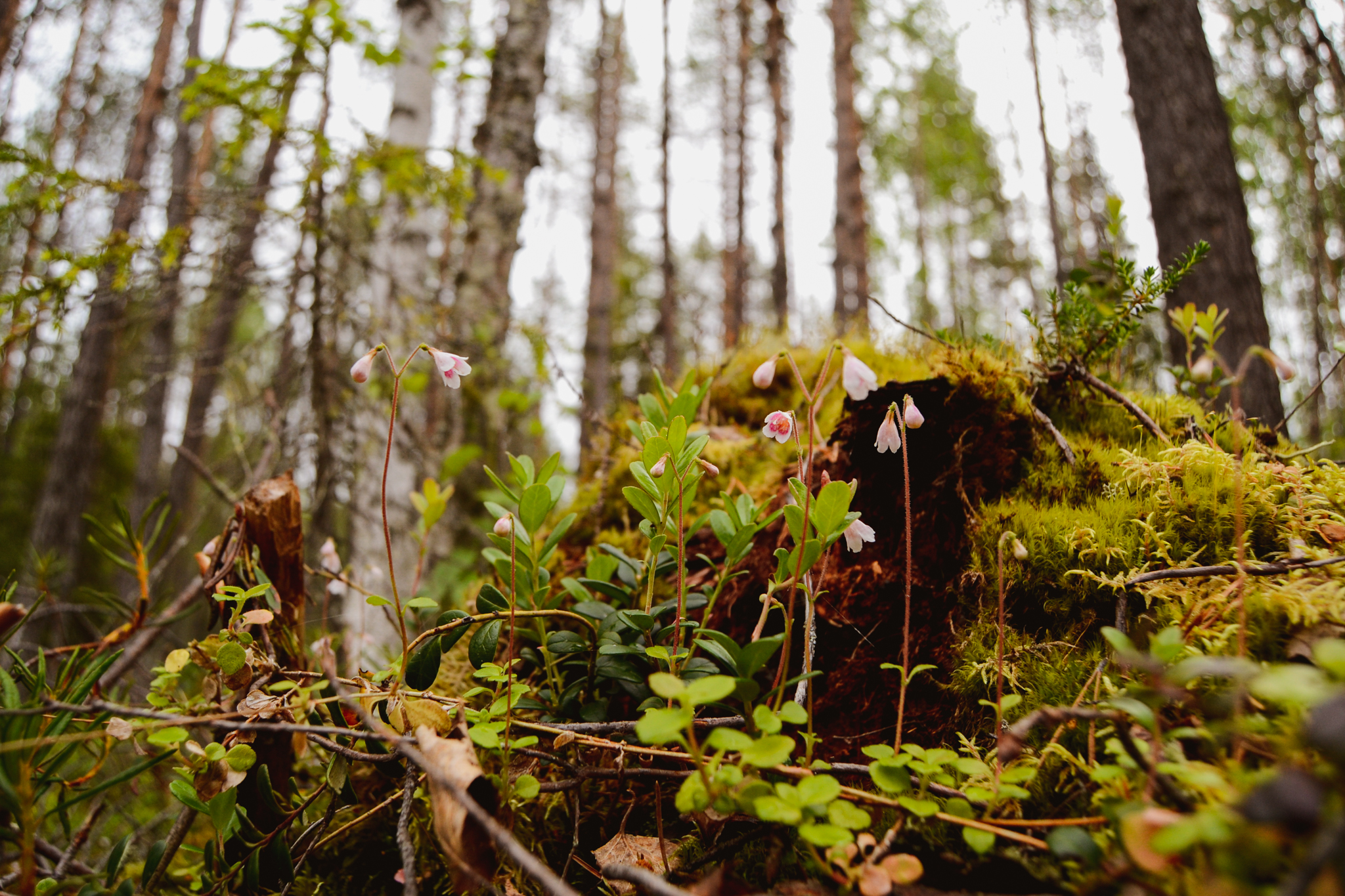 Finnish summer ways to connect with nature and yourself by having a forest walk