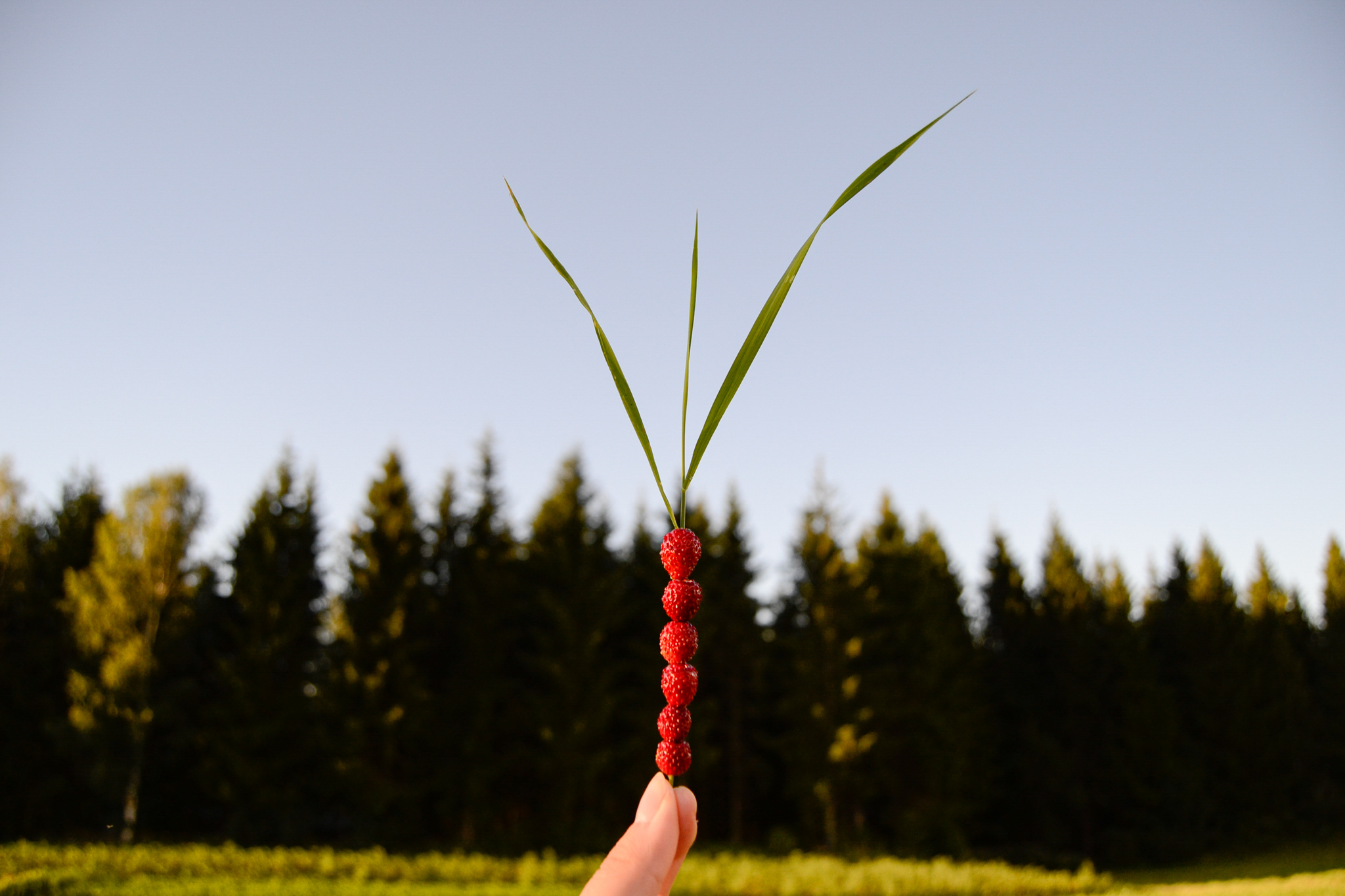 Finnish summer ways to connect with nature and yourself by picking up wild berries