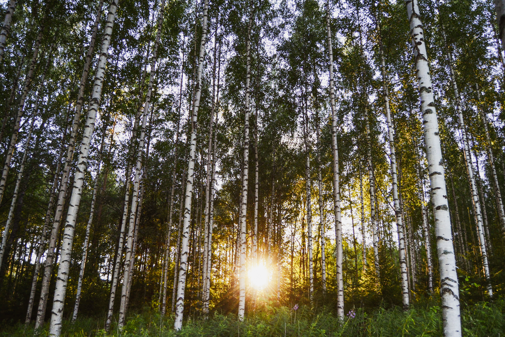 Finnish birch tree forest on summer sunset