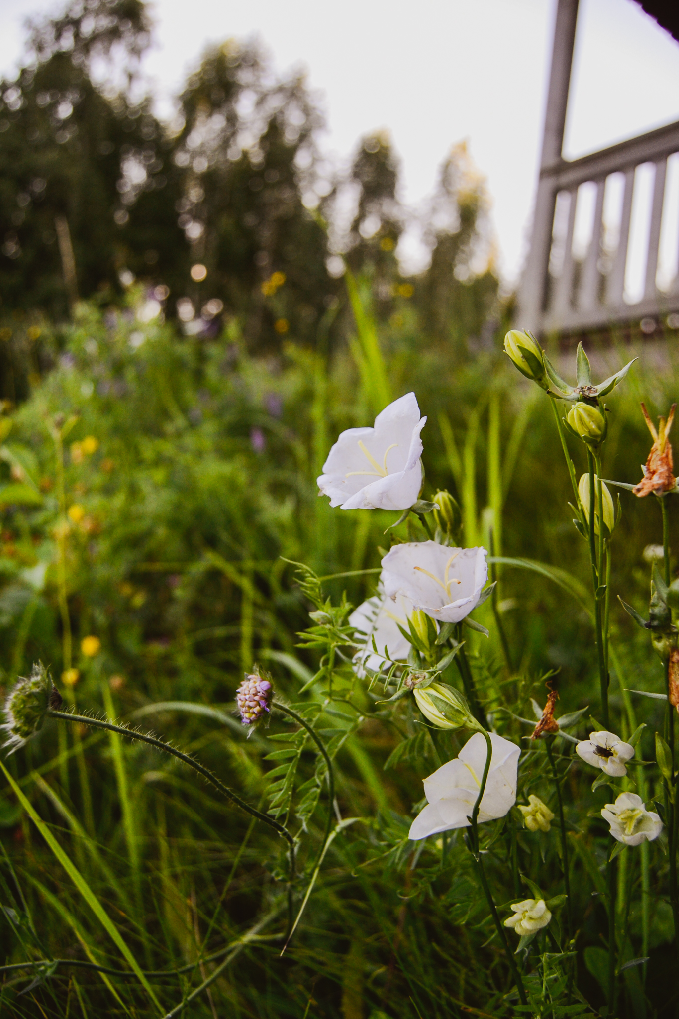 finnish summer flowers