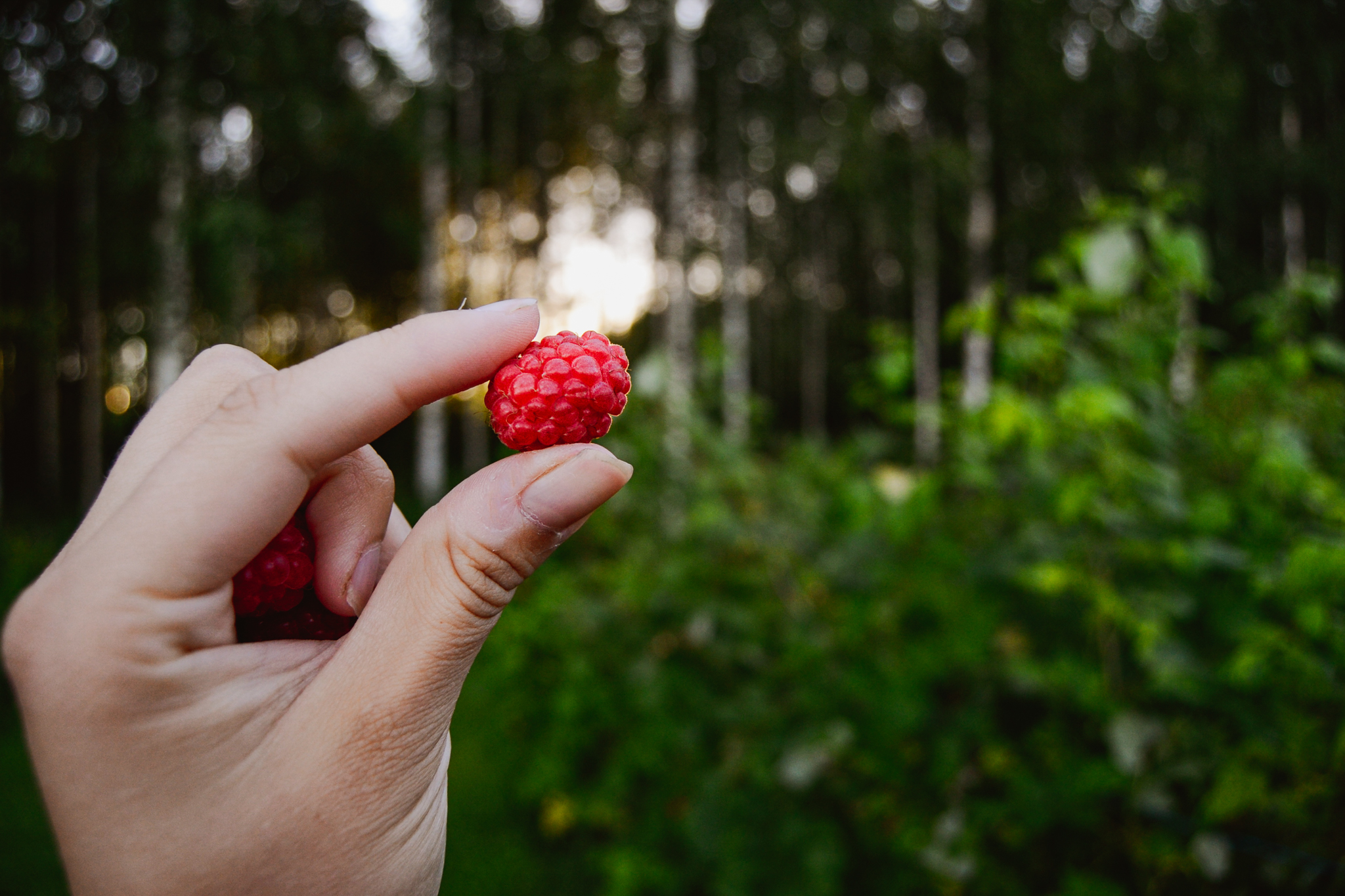 wild raspberries on a hand on calm summer evening