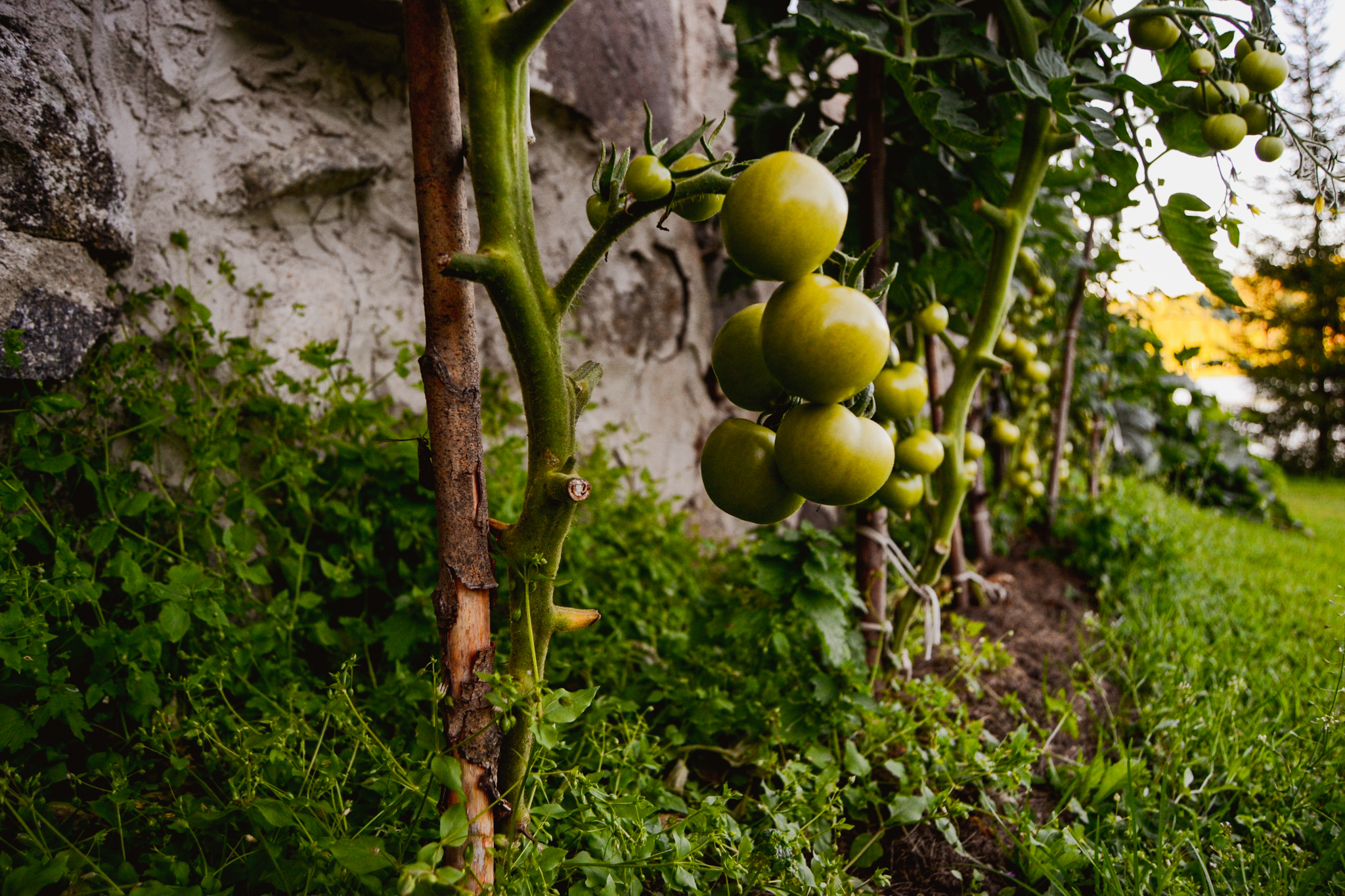 Tomatoes growing in the Finnish garden on calm summer evening