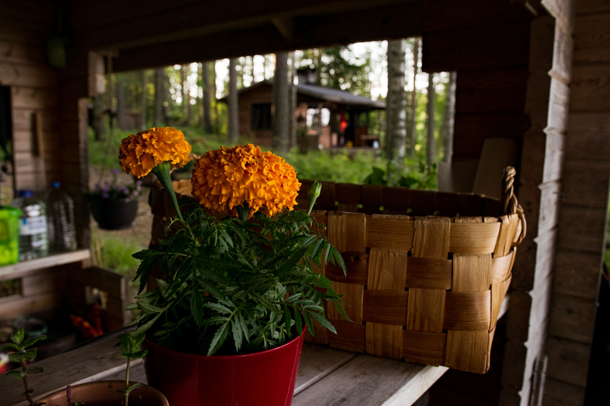 saimaalife style finnish summer cottage in saimaa finland