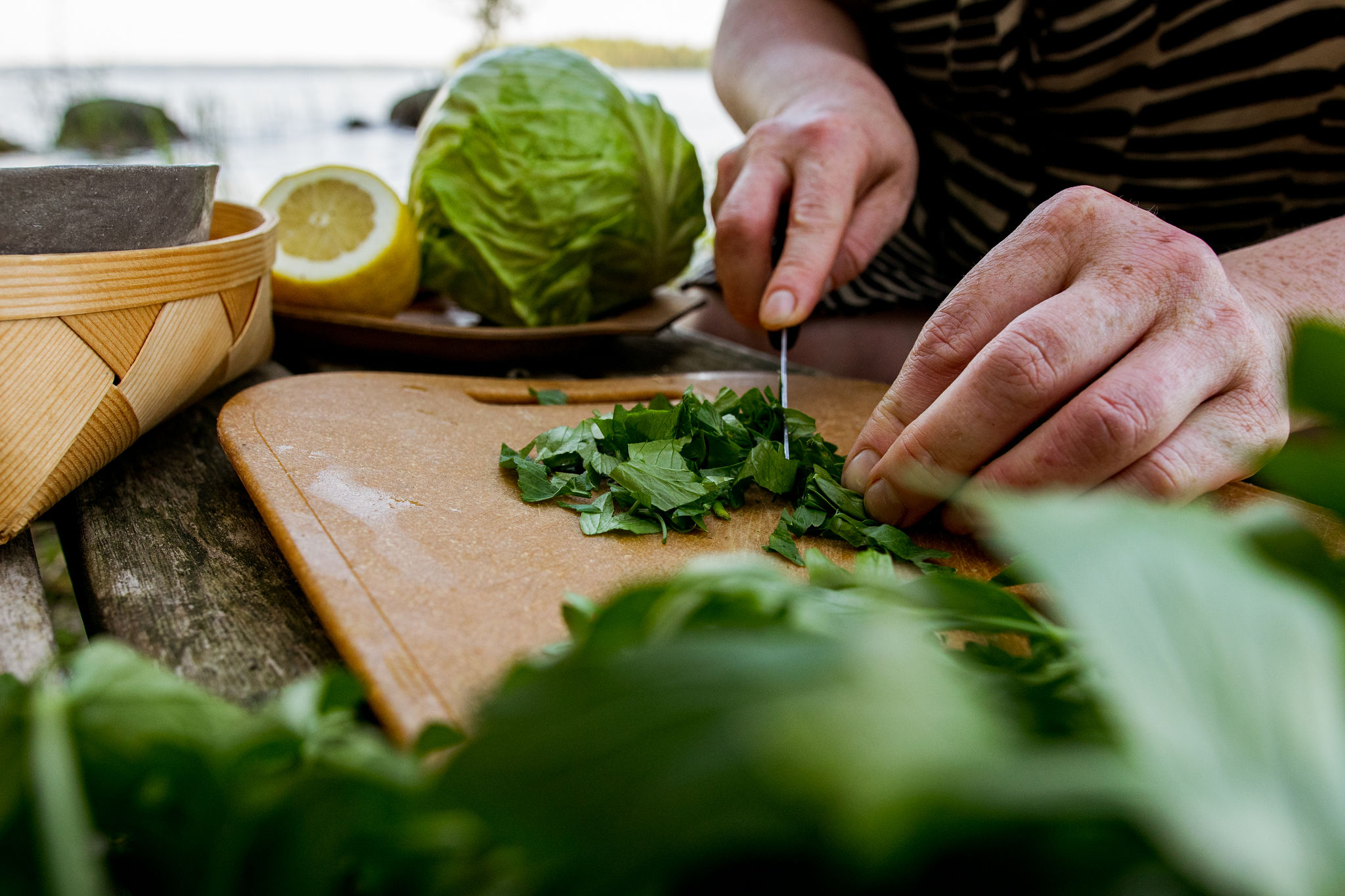 cutting lovage by the lakeside in saimaa