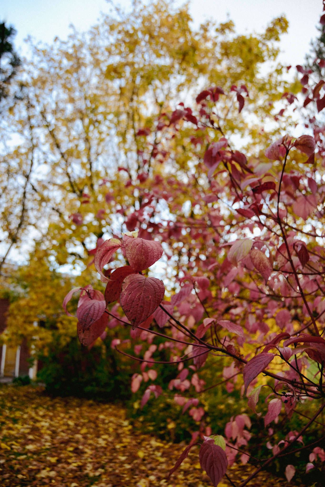 autumn, leaves, colorful. Finland, outdoors, trees