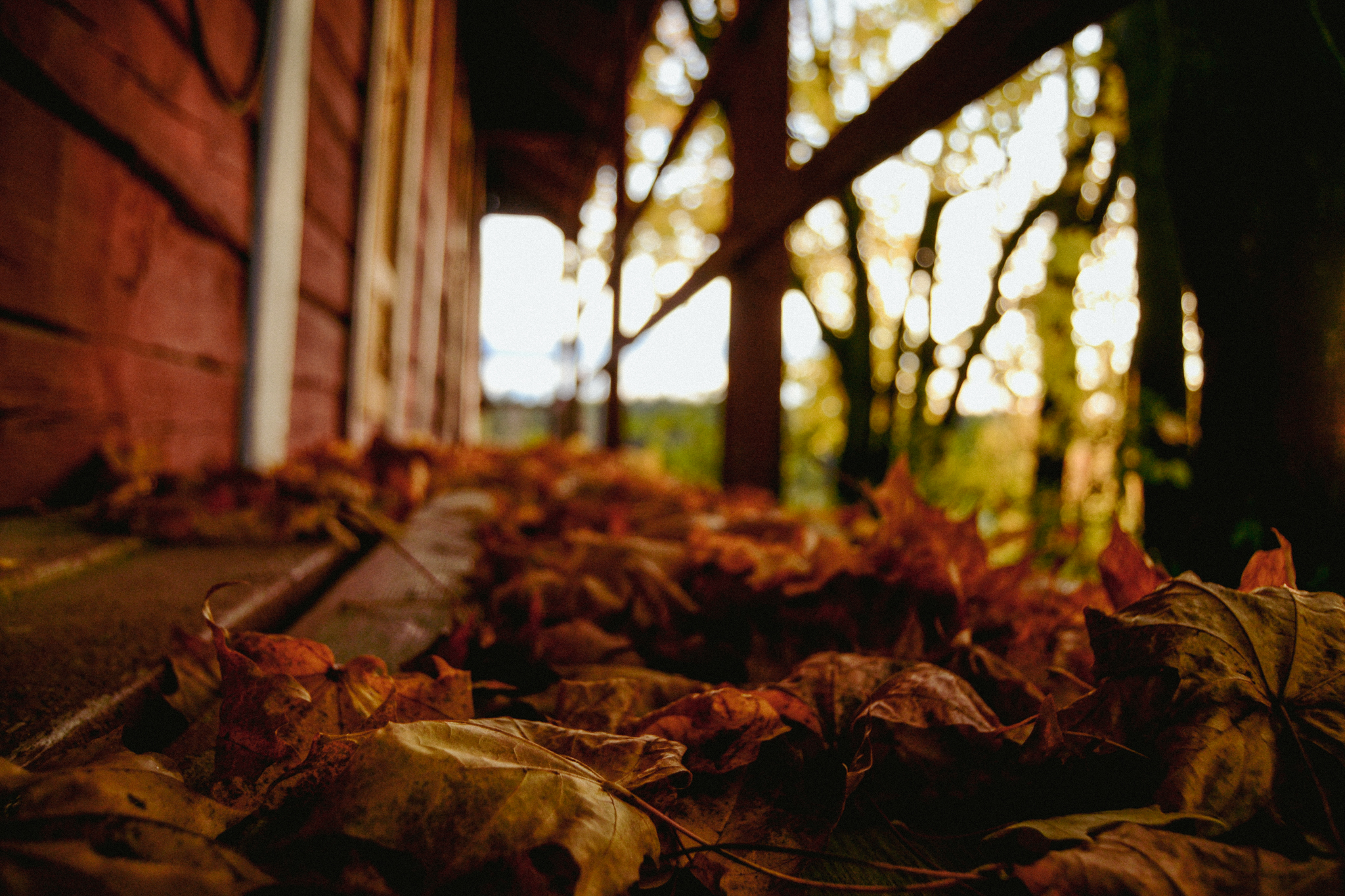 autumn, leaves, colorful. oldFinland, outdoors, 