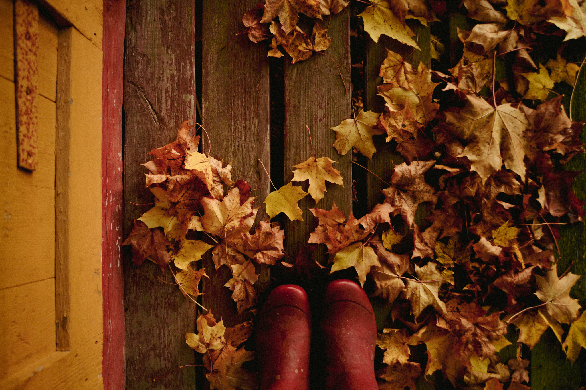 autumn, leaves, colorful. Finland, outdoors, rubber boots, old