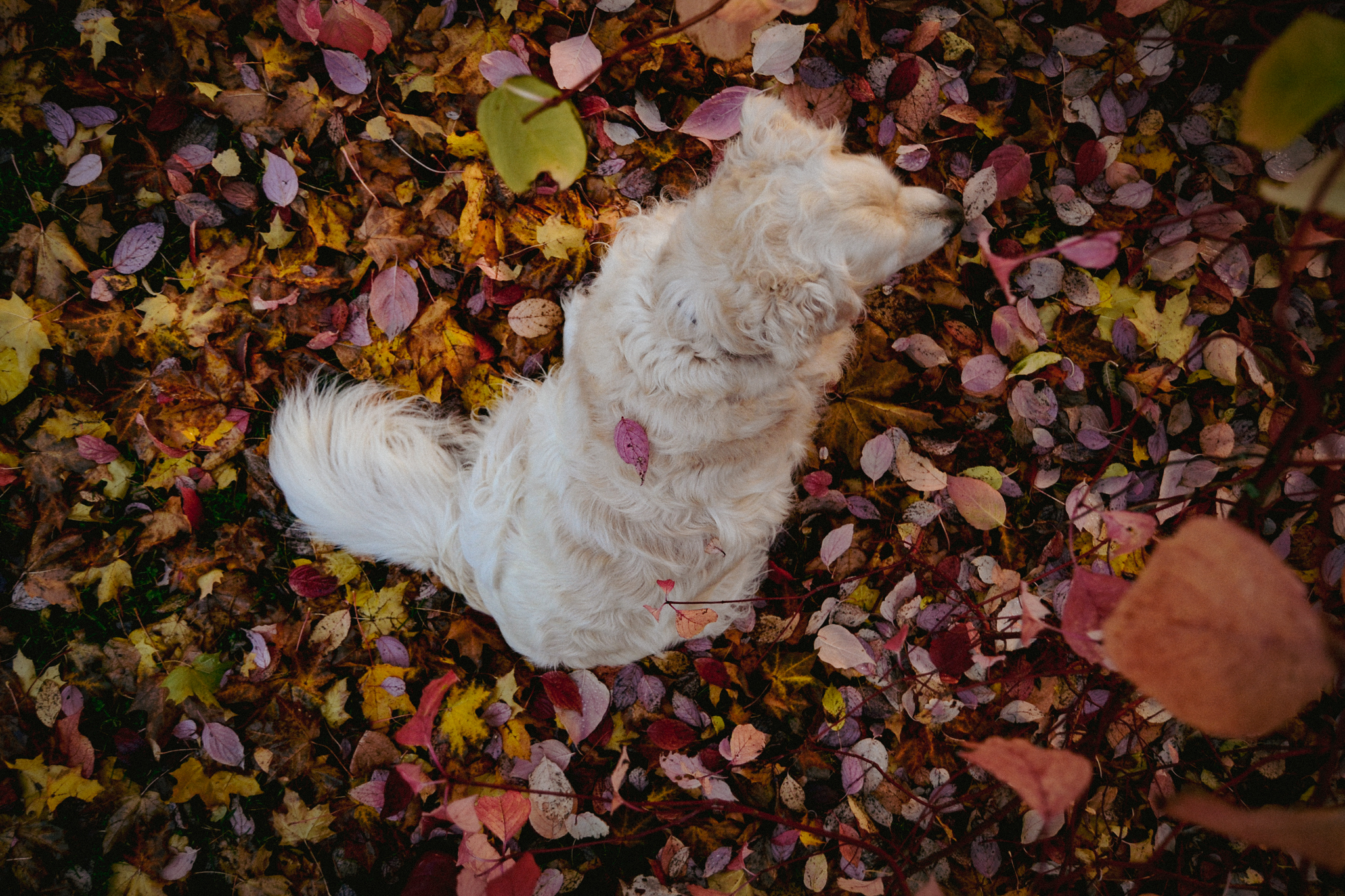 autumn, leaves, colorful. Finland, outdoors, dog