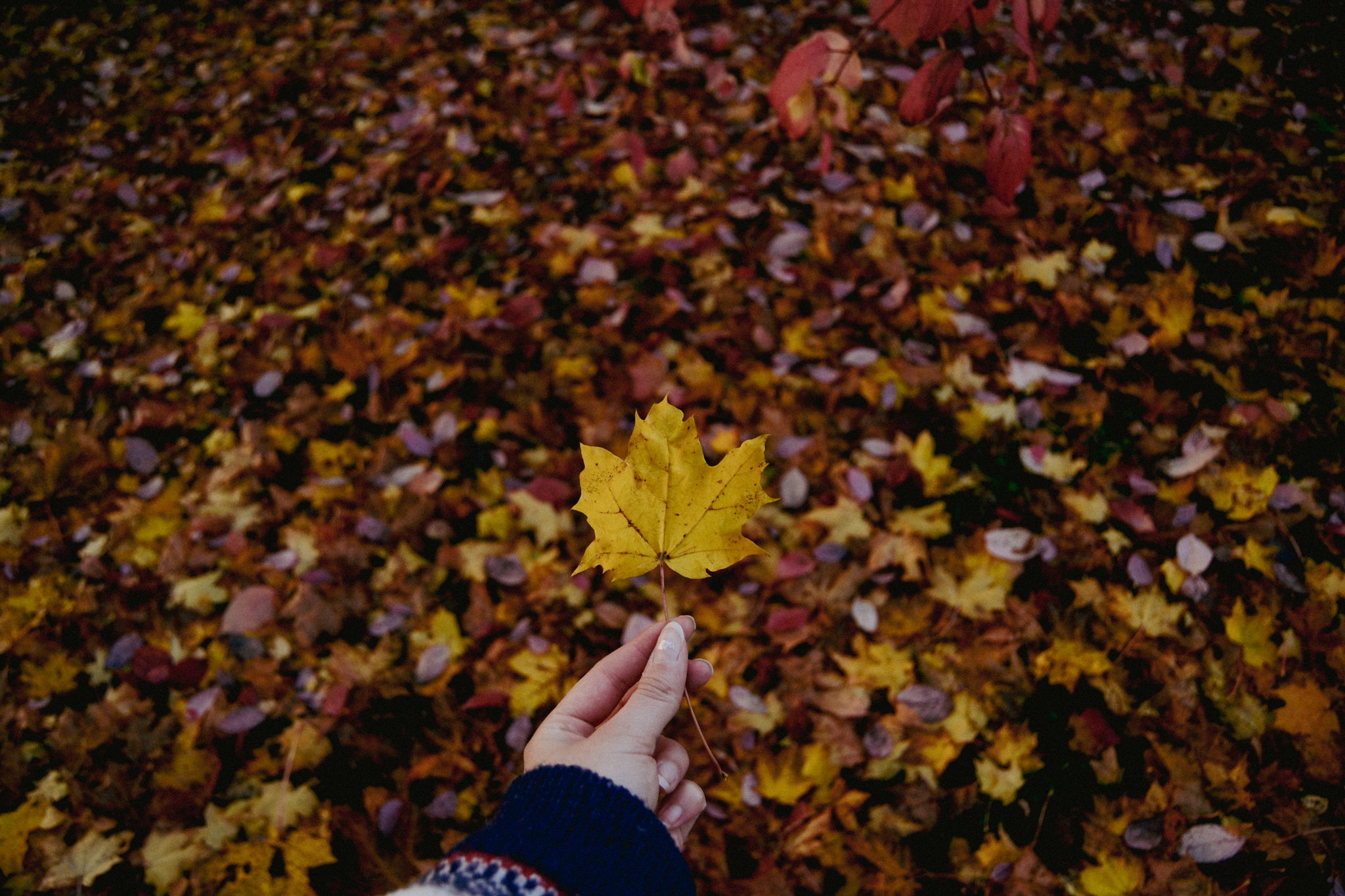 autumn, leaves, colorful. Finland, outdoors, hand, warm