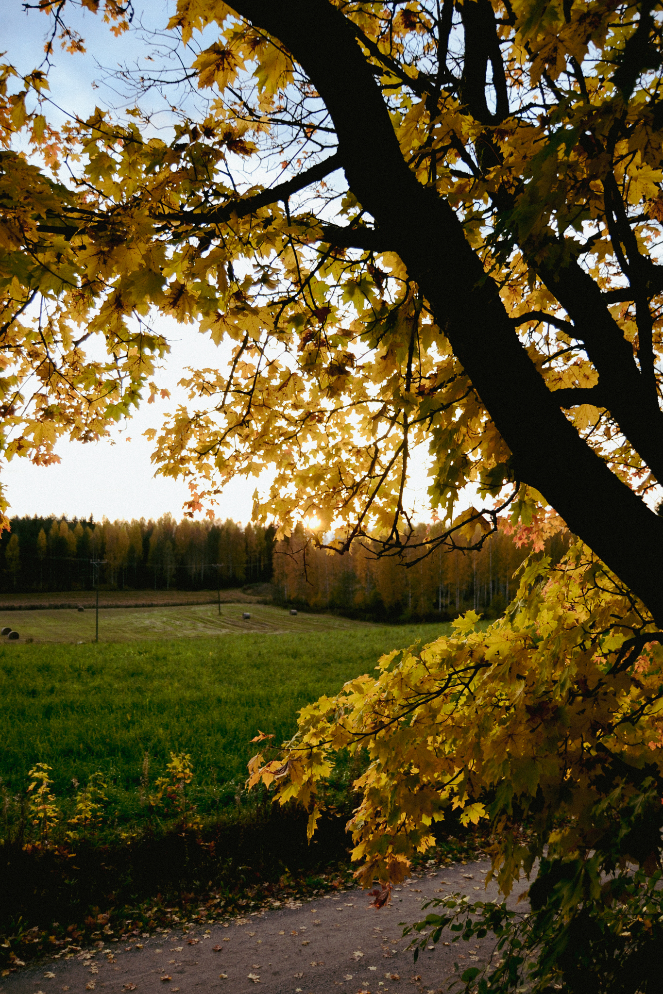 autumn, leaves, colorful. Finland, outdoors, countryside, view