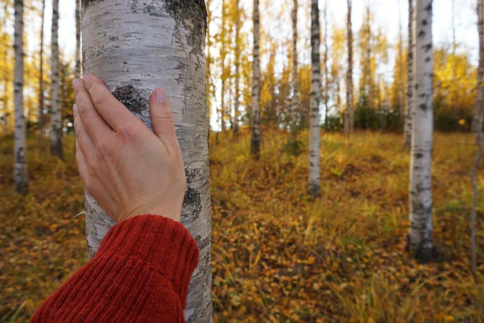 Mari saimaaLife touching the Finnish birch tree while forest bathing