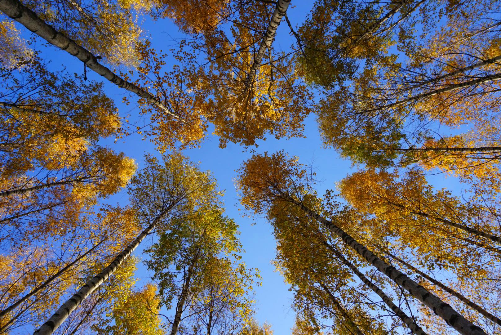Autumn Finnish birch tree forest