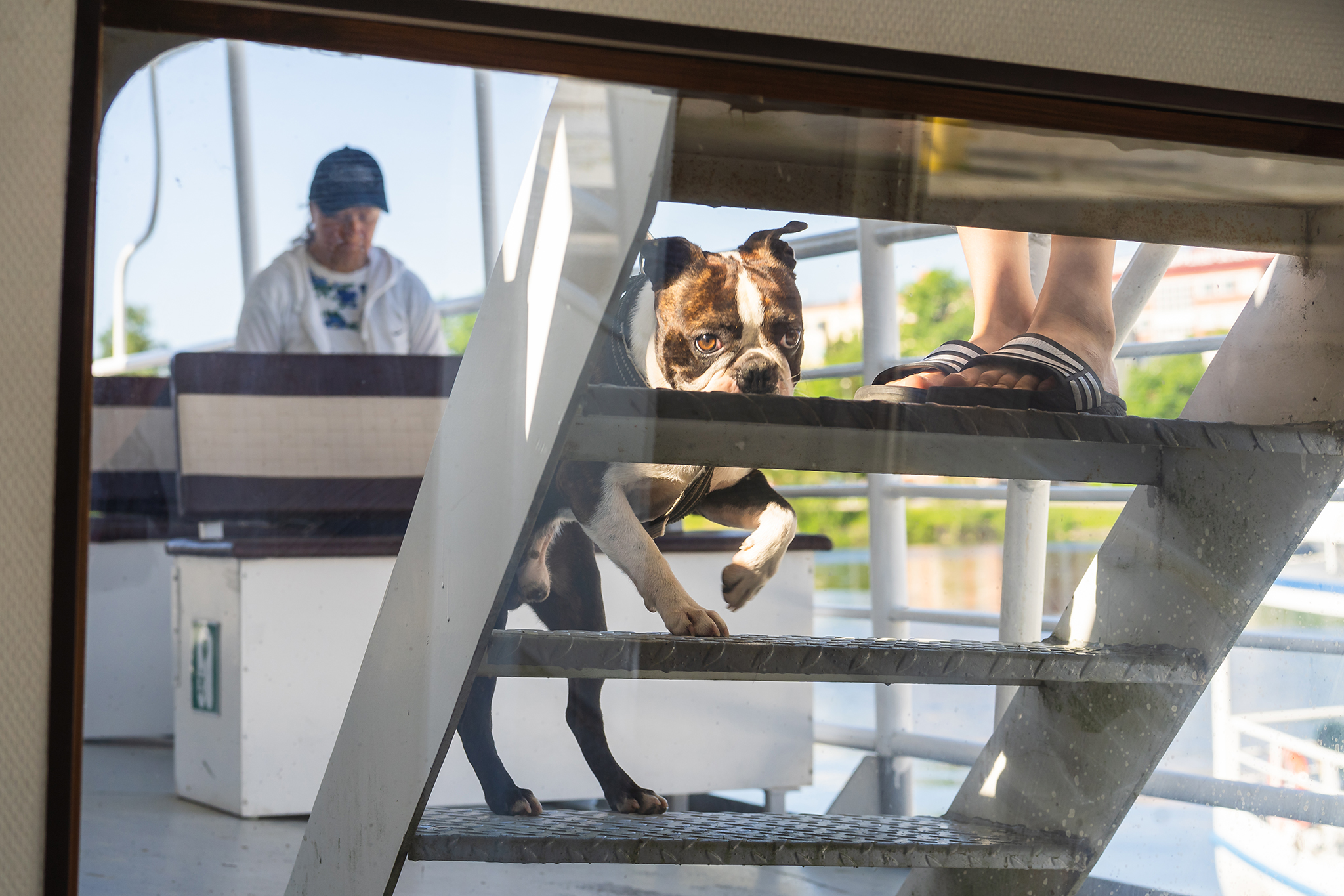 Pets allowed in m/s Elviira and m/s Ieva ships by Savonlinna Cruises